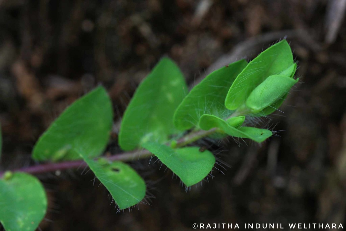 Crotalaria hebecarpa (DC.) Rudd